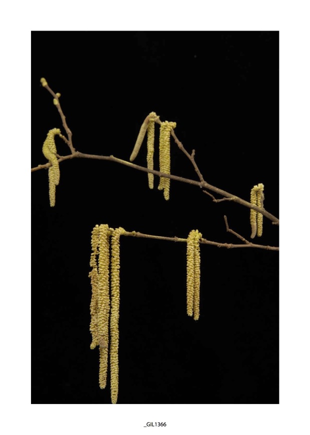 Diario fenologico: IL 25 gennaio 2014, nel giardino di Freto e vicini campi, alcuni noccioli (Corylus avellana) hanno gli amenti dei pollini aperti, fioritura piena per il calicantus, fioritura piena anche per il gelsomino giallo (Jasminum nudiflorum)