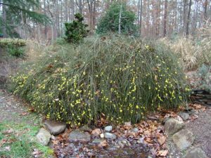 jasminum_nudiflorum