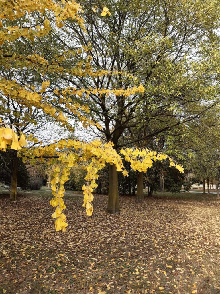 Il giallo oro del Gingko